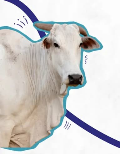 Animal Infrastructure Development Fund (AHIDF) Scheme